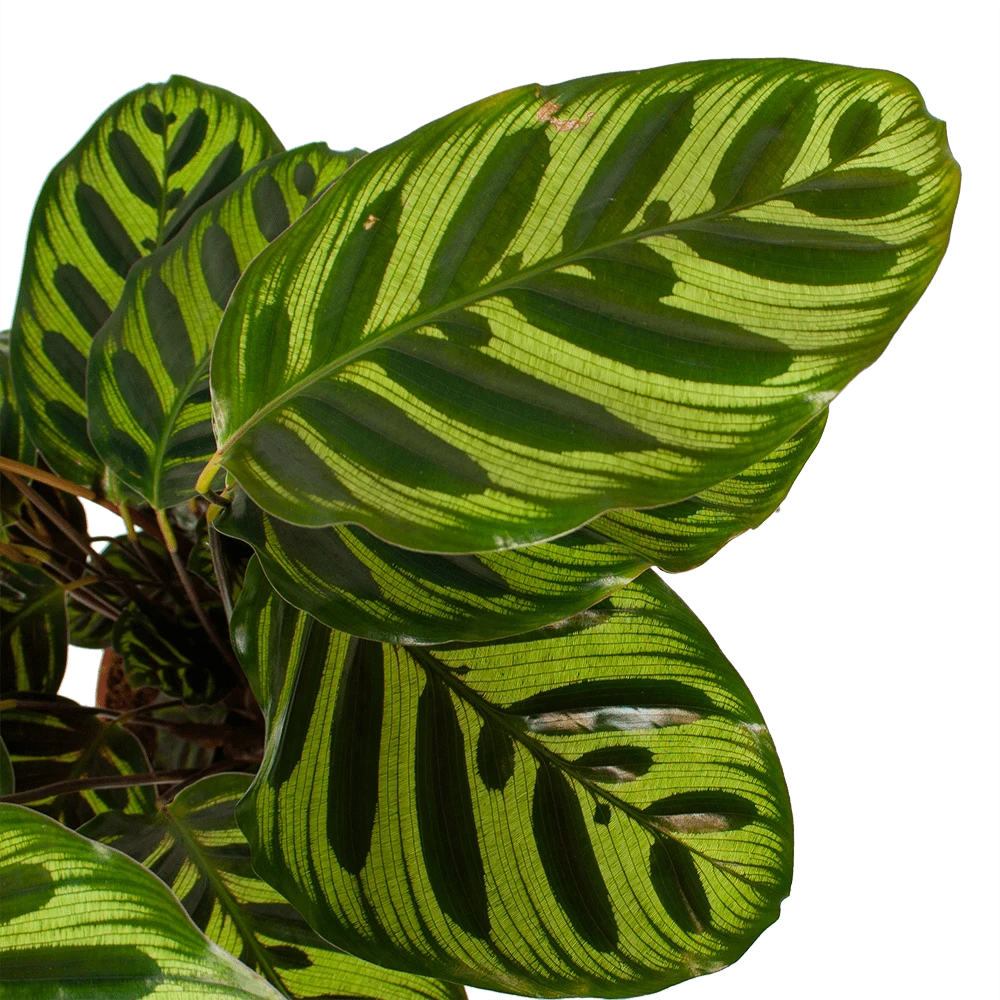 Calathea Makoyana - Pauwenplant - P17 H65 - Kamerplant 3 Calathea Makoyana - Pauwenplant - P17 H65 - Kamerplant - Afbeelding 3