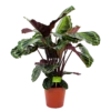 Calathea Medaillon - Schaduwplant - P19 H75 - Kamerplant