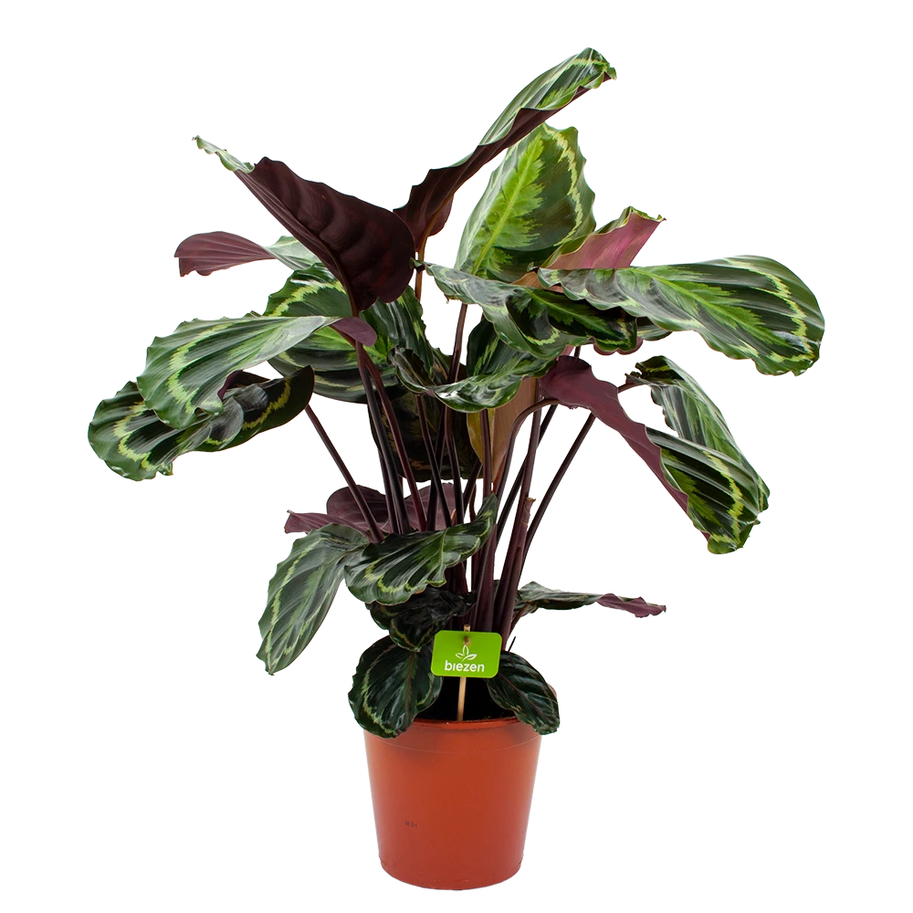 Calathea Medaillon - Schaduwplant - P19 H75 - Kamerplant 1 Calathea Medaillon - Schaduwplant - P19 H75 - Kamerplant