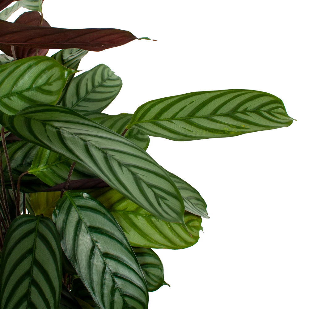 Calathea Oppenheimiana - Pauwenplant - P21 H105 - Kamerplant 2 Calathea Oppenheimiana - Pauwenplant - P21 H105 - Kamerplant - Afbeelding 2