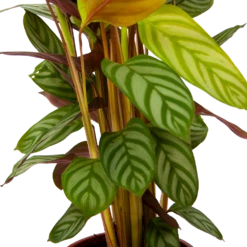 Calathea Oppenheimiana - Schaduwplant - P17 H65 - Kamerplant 6 Calathea Oppenheimiana - Schaduwplant - P17 H65 - Kamerplant -Plantenzadenmest Winkel calathea oppenheimiana schaduwplant p17 h65 6