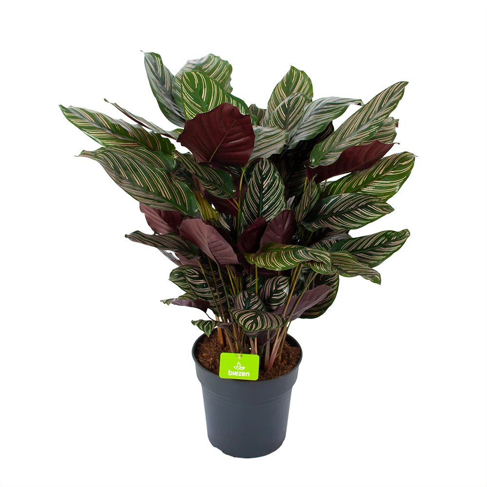 Calathea Ornata - Livingplant - P27 H80 - Kamerplant 1 Calathea Ornata - Livingplant - P27 H80 - Kamerplant