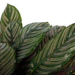 Calathea Ornata - Livingplant - P27 H80 - Kamerplant 6 Calathea Ornata - Livingplant - P27 H80 - Kamerplant -Plantenzadenmest Winkel calathea ornata livingplant p27 h80 6 3