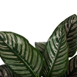 Plantenzadenmest Winkel -Plantenzadenmest Winkel calathea ornata livingplant schaduwplant p19 h75 5 1