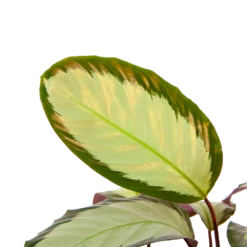 Plantenzadenmest Winkel -Plantenzadenmest Winkel calathea picturata livingplant p17 h65 5