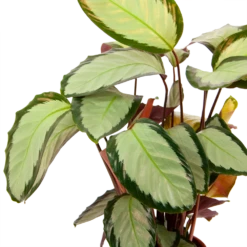 Calathea Picturata - Livingplant - P17 H65 - Kamerplant -Plantenzadenmest Winkel calathea picturata livingplant p17 h65 6