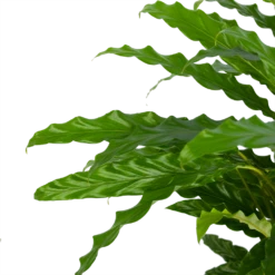 Calathea Rufibarba Bluegrass - Pauwenplant - P17 H65 - Kamerplant -Plantenzadenmest Winkel calathea rufibarba bluegrass pauwenplant p17 h65 5