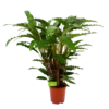 Calathea Rufibarba Bluegrass - Schaduwplant - P21 H85 - Kamerplant