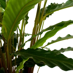 Calathea Rufibarba Bluegrass - Schaduwplant - P21 H85 - Kamerplant -Plantenzadenmest Winkel calathea rufibarba bluegrass schaduwplant p21 h85 6