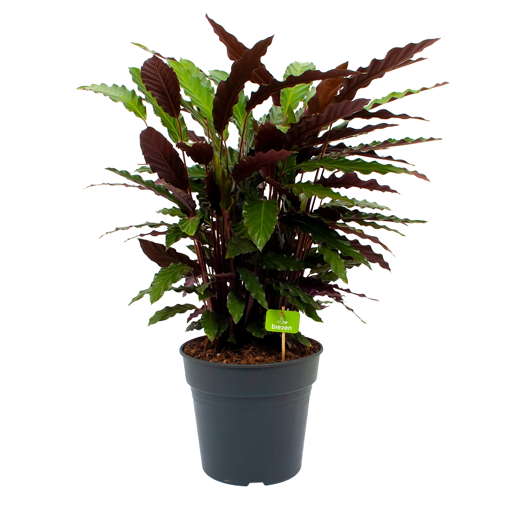 Calathea Rufibarba Wavestar - Pauwenplant - P27 H90 - Kamerplant 1 Calathea Rufibarba Wavestar - Pauwenplant - P27 H90 - Kamerplant