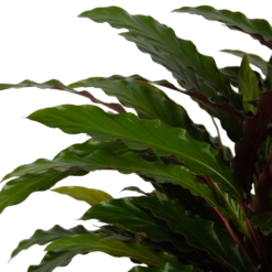 Calathea Rufibarba Wavestar - Pauwenplant - P32 H80 - Kamerplant 6 Calathea Rufibarba Wavestar - Pauwenplant - P32 H80 - Kamerplant -Plantenzadenmest Winkel calathea rufibarba wavestar pauwenplant p32 h80 5