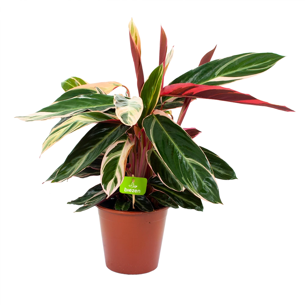 Calathea Stromante Triostar - Schaduwplant - P19 H60 - Kamerplant 1 Calathea Stromante Triostar - Schaduwplant - P19 H60 - Kamerplant