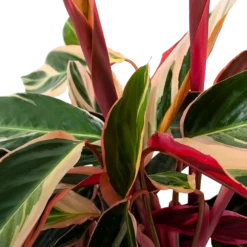 Plantenzadenmest Winkel -Plantenzadenmest Winkel calathea stromante triostar schaduwplant p19 h60 5 3