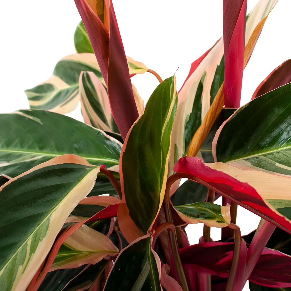 Calathea Stromante Triostar - Schaduwplant - P19 H60 - Kamerplant 2 Calathea Stromante Triostar - Schaduwplant - P19 H60 - Kamerplant - Afbeelding 2