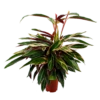 Calathea Stromante Triostar - Schaduwplant - P21 H105 - Kamerplant