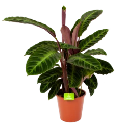Nieuwkomers 18 Calathea Warcewiczii - Livingplant - P19 H75 - Kamerplant