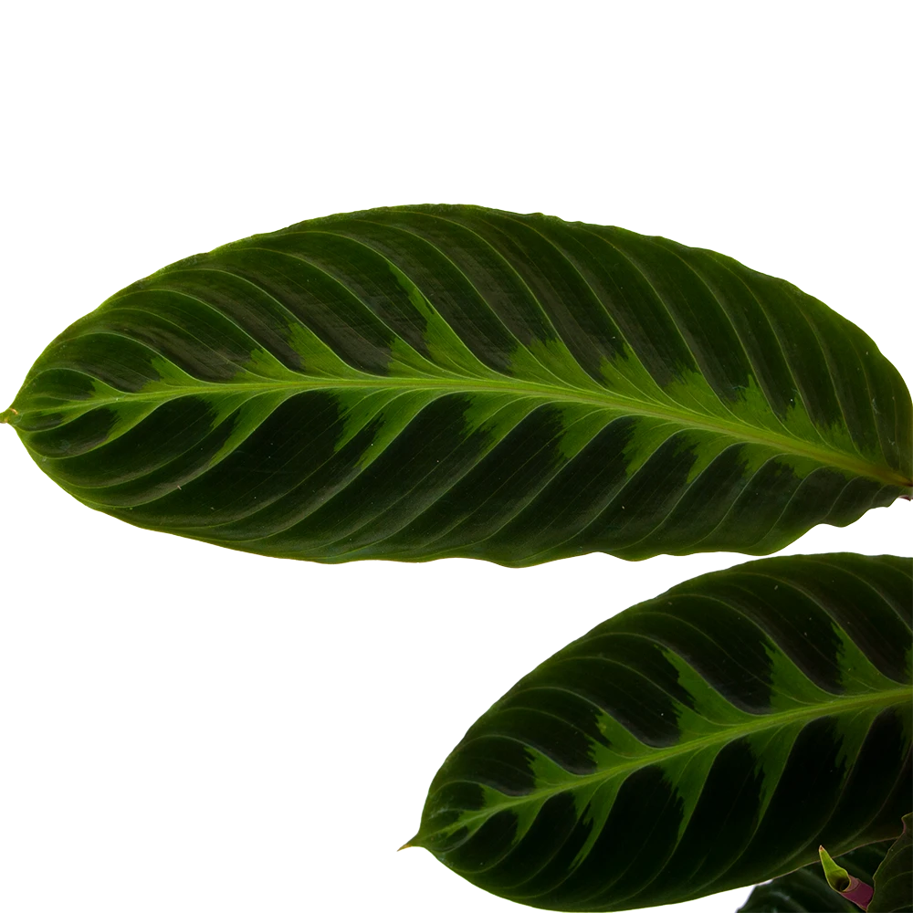 Calathea Warcewiczii - Livingplant - P19 H75 - Kamerplant 3 Calathea Warcewiczii - Livingplant - P19 H75 - Kamerplant - Afbeelding 3
