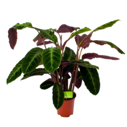 Nieuwkomers 20 Calathea Warcewiczii - Livingplant - P21 H75 - Kamerplant