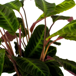 Nieuwkomers -Plantenzadenmest Winkel calathea warcewiczii livingplant p21 h75 5 1