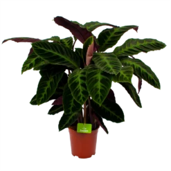 Nieuwkomers 1 Calathea Warcewiczii - Livingplant - P21 H90 - Kamerplant