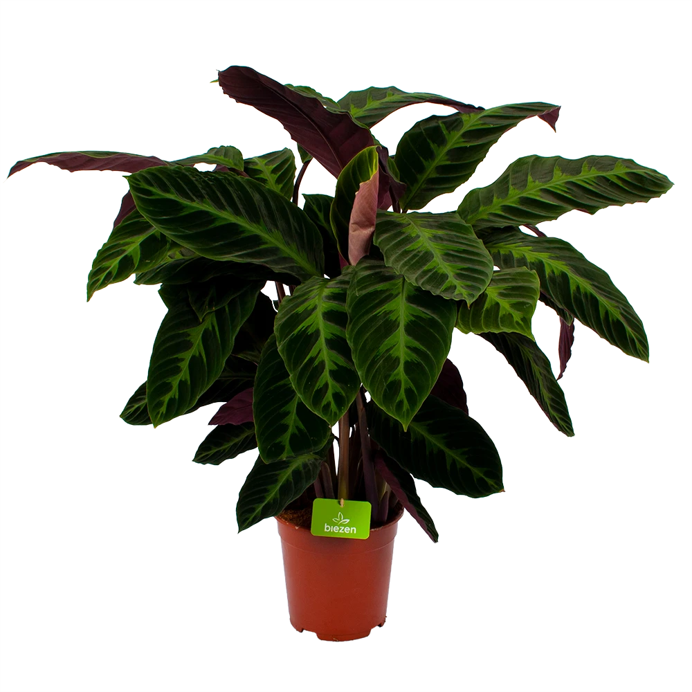 Calathea Warcewiczii - Livingplant - P21 H90 - Kamerplant 1 Calathea Warcewiczii - Livingplant - P21 H90 - Kamerplant