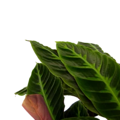 Nieuwkomers -Plantenzadenmest Winkel calathea warcewiczii livingplant p21 h90 2