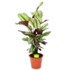 Calathea Whitestar - Schaduwplant - P19 H75 - Kamerplant