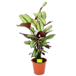 Nieuwkomers 17 Calathea Whitestar - Schaduwplant - P19 H75 - Kamerplant