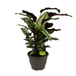 Nieuwkomers 3 Calathea Whitestar - Schaduwplant - P32 H80 - Kamerplant