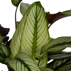 Nieuwkomers -Plantenzadenmest Winkel calathea whitestar schaduwplant p32 h80 5
