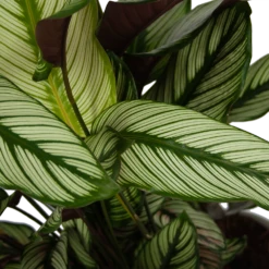 Calathea Whitestar - Schaduwplant - P32 H80 - Kamerplant 6 Calathea Whitestar - Schaduwplant - P32 H80 - Kamerplant -Plantenzadenmest Winkel calathea whitestar schaduwplant p32 h80 6