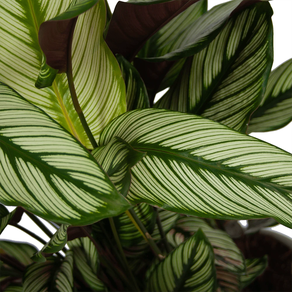 Calathea Whitestar - Schaduwplant - P32 H80 - Kamerplant 3 Calathea Whitestar - Schaduwplant - P32 H80 - Kamerplant - Afbeelding 3