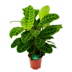 Nieuwkomers 19 Calathea Zebrina - Livingplant - P19 H80 - Kamerplant
