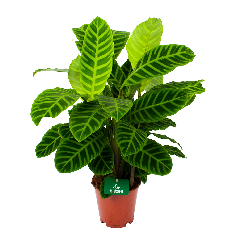 Calathea Zebrina - Livingplant - P19 H80 - Kamerplant 1 Calathea Zebrina - Livingplant - P19 H80 - Kamerplant