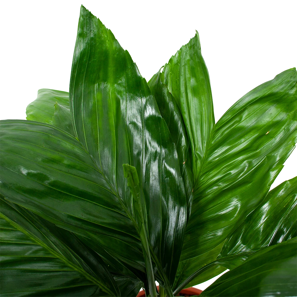 Chamaedorea Metallica Bergpalm - P17 H50 - Kamerplant 2 Chamaedorea Metallica Bergpalm - P17 H50 - Kamerplant - Afbeelding 2