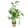 Chamaedorea Seifrizii - Bergpalm - P24 H100 - Kamerplant