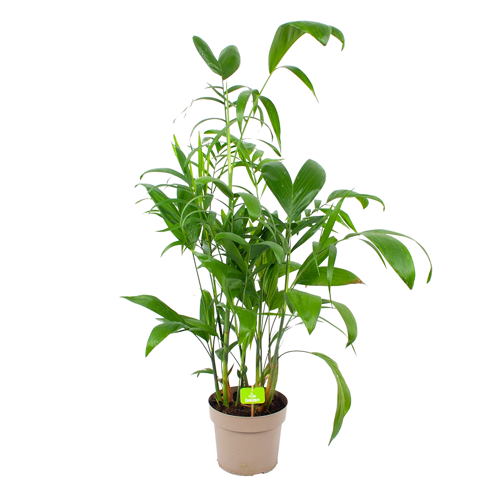 Chamaedorea Seifrizii - Bergpalm - P24 H100 - Kamerplant 1 Chamaedorea Seifrizii - Bergpalm - P24 H100 - Kamerplant