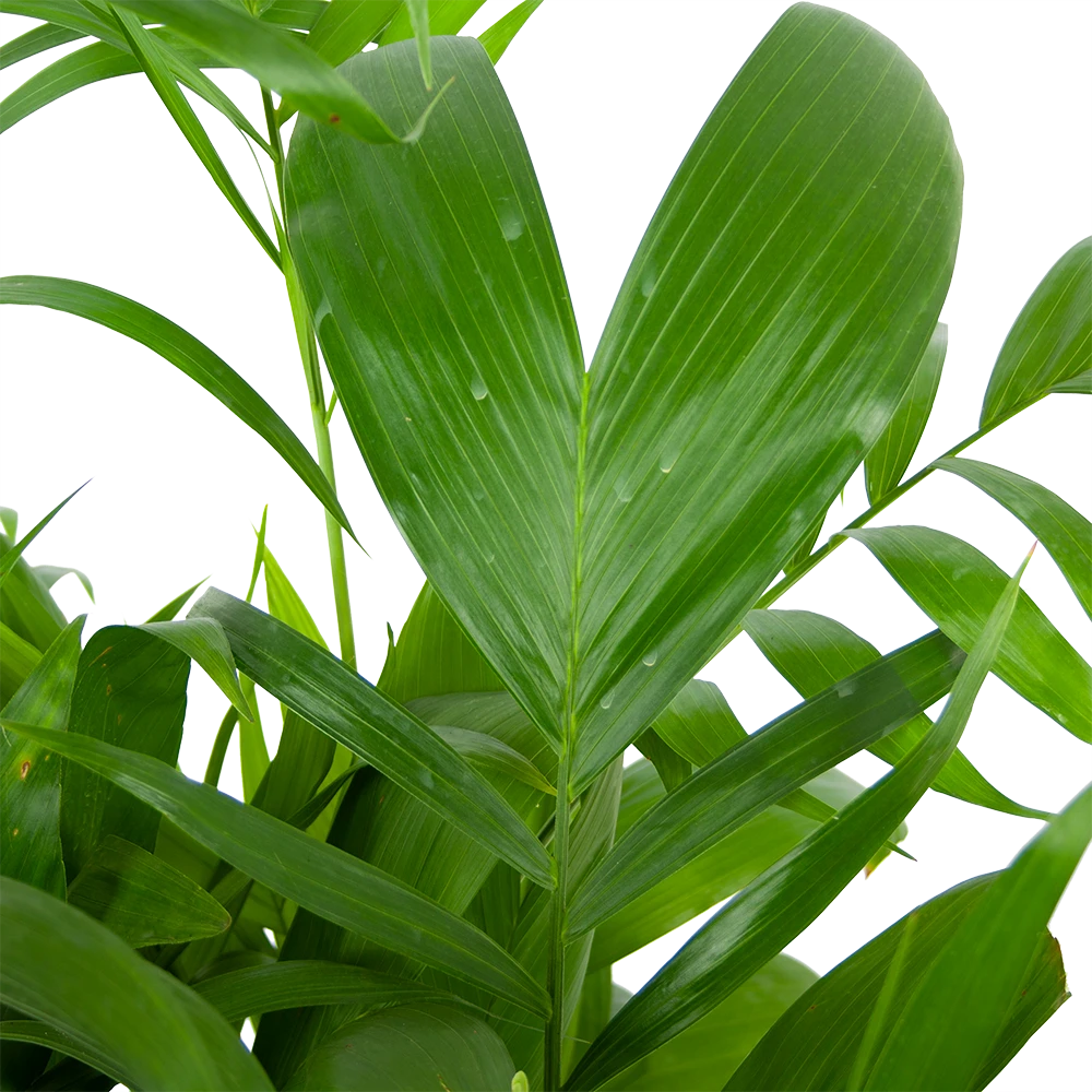 Chamaedorea Seifrizii - Bergpalm - P24 H100 - Kamerplant 2 Chamaedorea Seifrizii - Bergpalm - P24 H100 - Kamerplant - Afbeelding 2