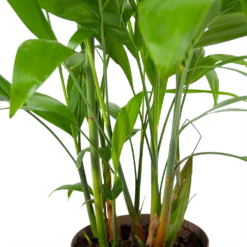 Chamaedorea Seifrizii - Bergpalm - P24 H100 - Kamerplant 6 Chamaedorea Seifrizii - Bergpalm - P24 H100 - Kamerplant -Plantenzadenmest Winkel chamaedorea seifrizii bergpalm p24 h100 6