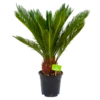 Cycas Revoluta - Vredespalm - P17 H60 - Kamerplant