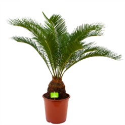 Cycas Revoluta - Vredespalm - P24 H85 - Kamerplant