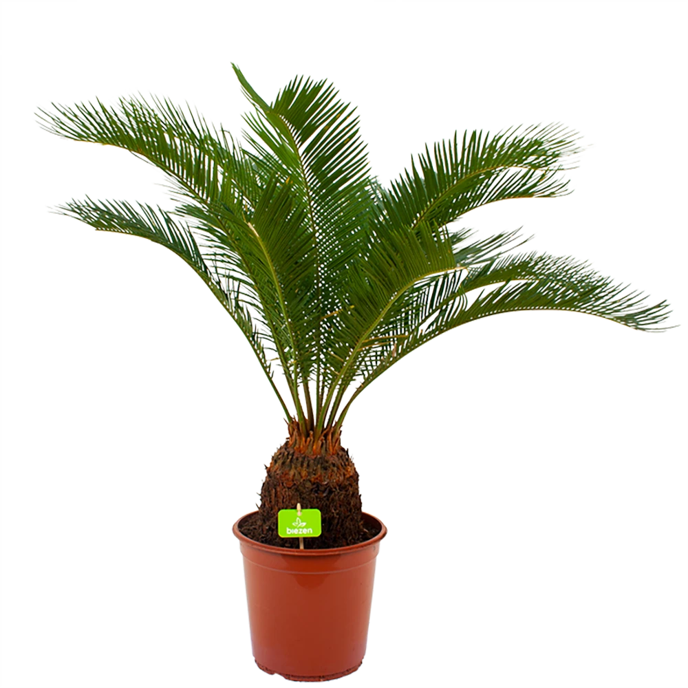 Cycas Revoluta - Vredespalm - P24 H85 - Kamerplant 1 Cycas Revoluta - Vredespalm - P24 H85 - Kamerplant