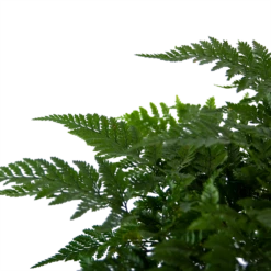 Davallia Teyermannii - In Hangpot - P17 H30 - Kamerplant -Plantenzadenmest Winkel davallia teyermannii in hangpot p17 h30 6