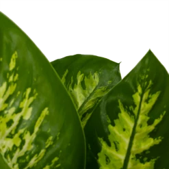 Dieffenbachia Seguine 'Reeva' - P19 H60 - Kamerplant -Plantenzadenmest Winkel dieffenbachia seguine reeva p19 h60 6