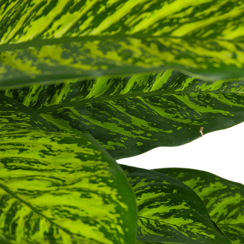 Dieffenbachia Seguine Tropic Jewel - P35 H130 - Kamerplant 2 Dieffenbachia Seguine Tropic Jewel - P35 H130 - Kamerplant - Afbeelding 2