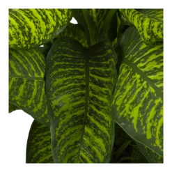 Dieffenbachia Seguine Tropic Jewel - P35 H130 - Kamerplant 6 Dieffenbachia Seguine Tropic Jewel - P35 H130 - Kamerplant -Plantenzadenmest Winkel dieffenbachia seguine tropic jewel p35 h130 4
