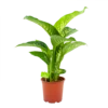 Dieffenbachia Seguine Tropic Snow - P19 H70 - Kamerplant