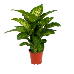Dieffenbachia Seguine Tropic Snow - P24 H90 - Kamerplant