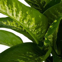 Dieffenbachia Seguine Tropic Snow - P24 H90 - Kamerplant -Plantenzadenmest Winkel dieffenbachia seguine tropic snow p24 h90 2 4