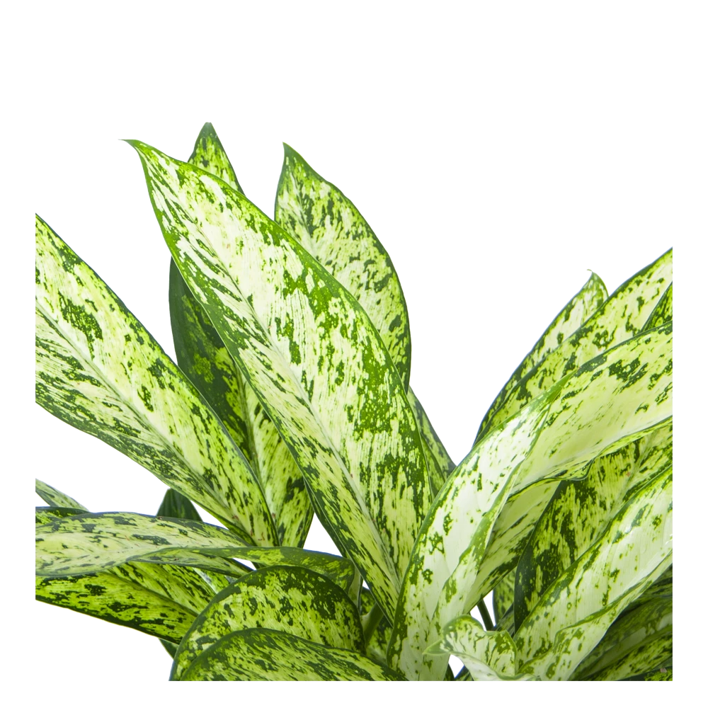 Dieffenbachia Vesuvius - P27 H70 - Kamerplant 2 Dieffenbachia Vesuvius - P27 H70 - Kamerplant - Afbeelding 2